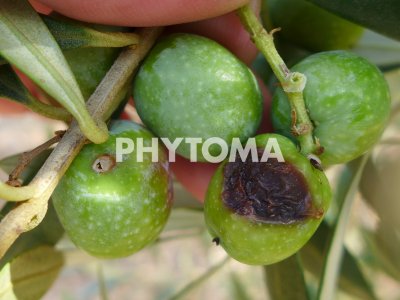 Bactrocera oleae
